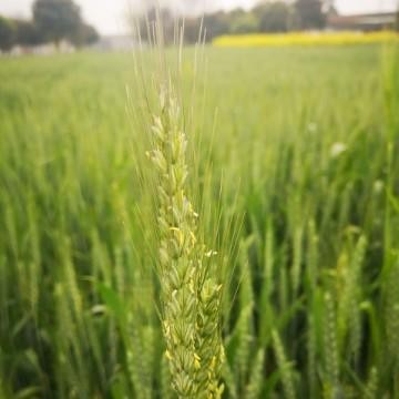 几度梨花赛雪飞