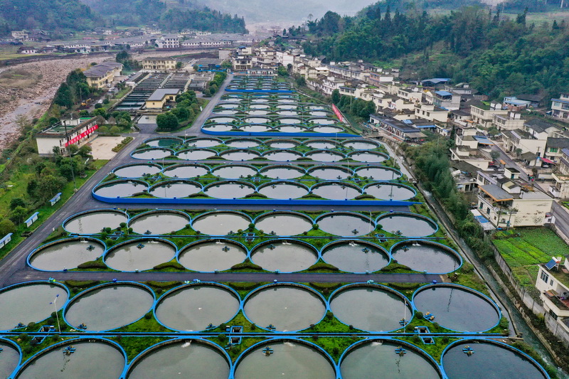 视频|雅安天全:冷水鱼现代农业园区建设忙 - 川观新闻