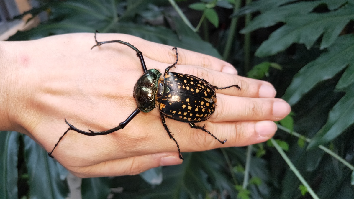 大长腿珍稀甲虫频现四川带给人类一句警示