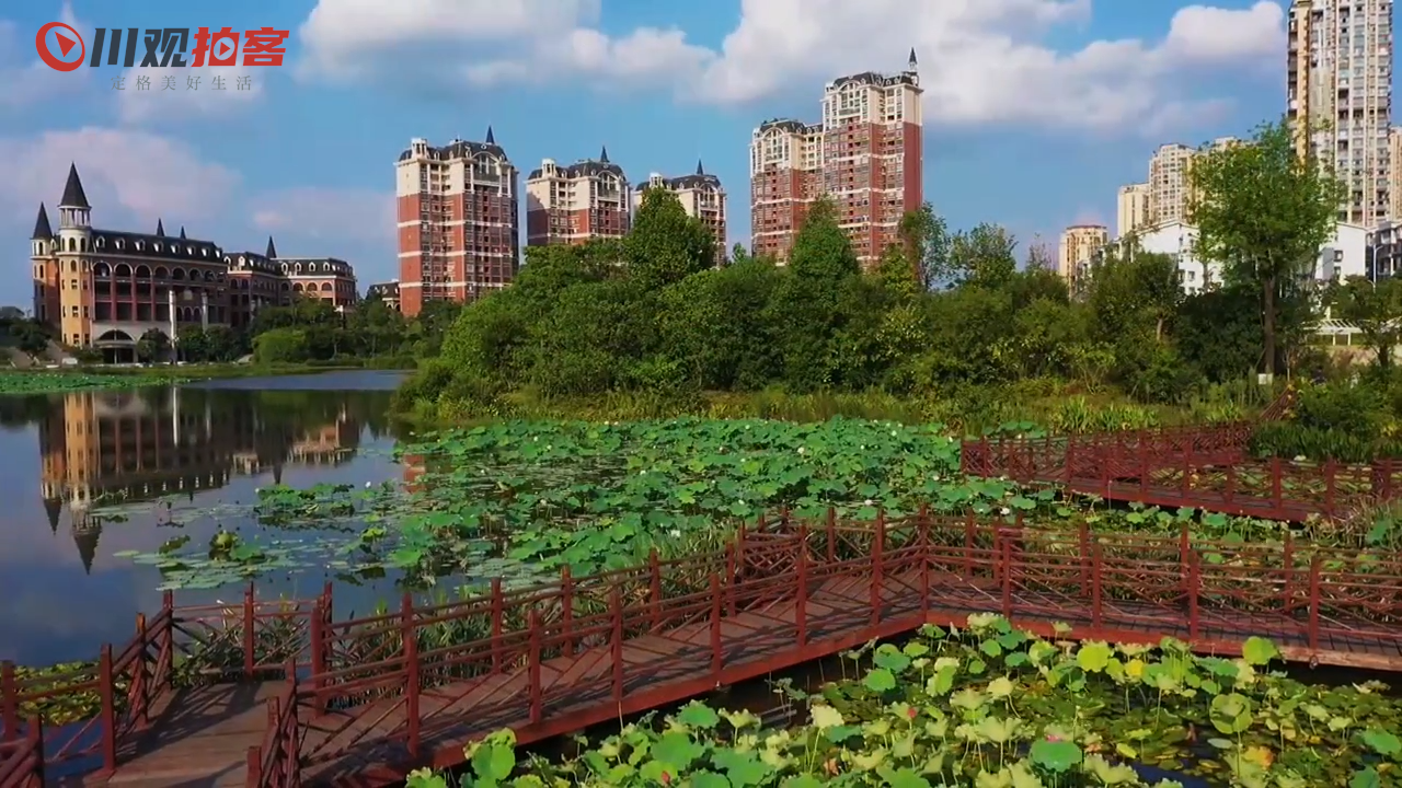 酿造幸福#千年荔城 甜美合江 - 川观新闻
