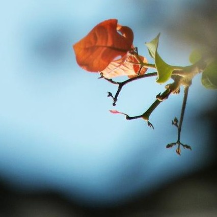 崇州（独坐敬亭山）