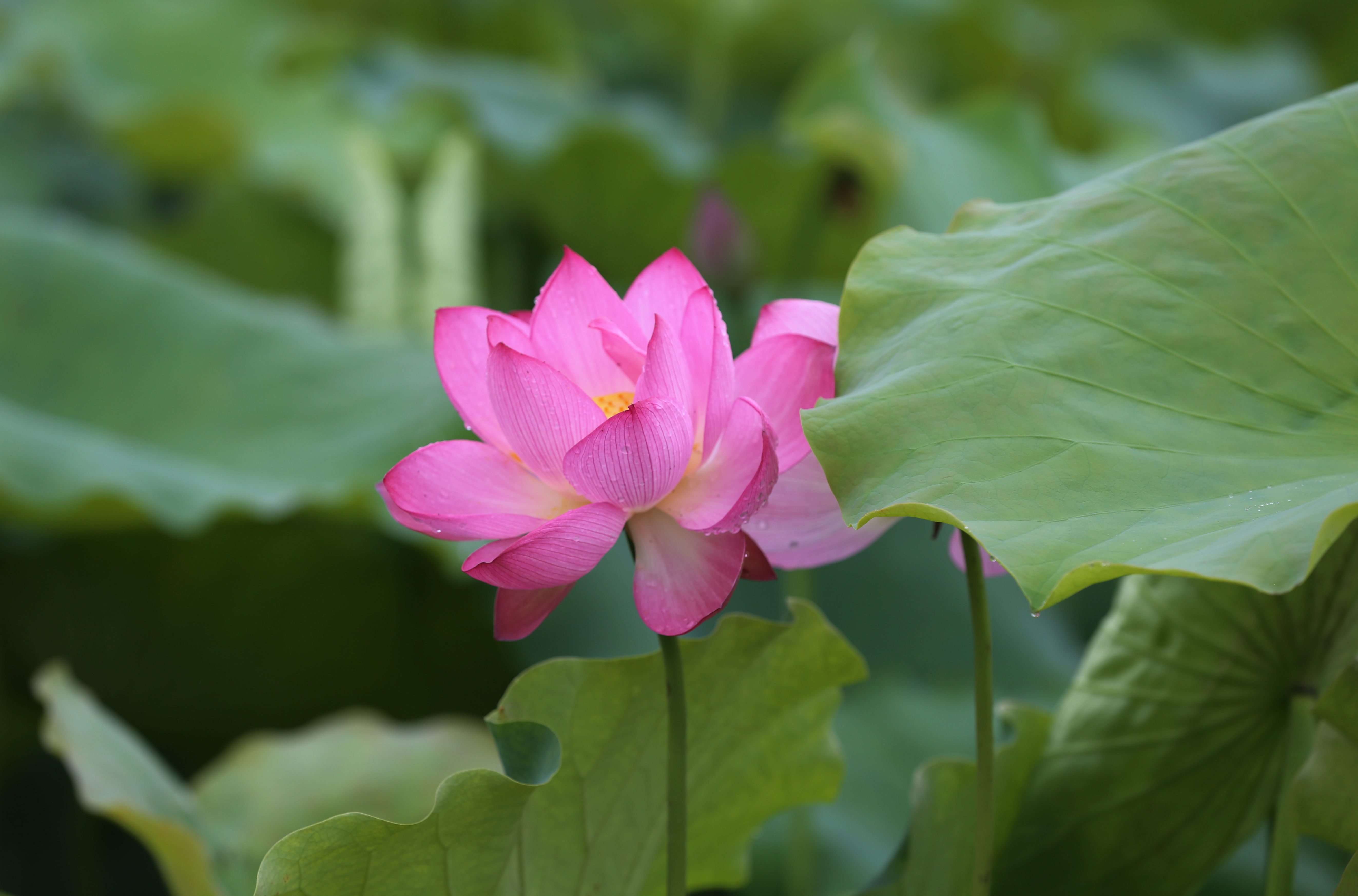 游泸州·醉幸福②