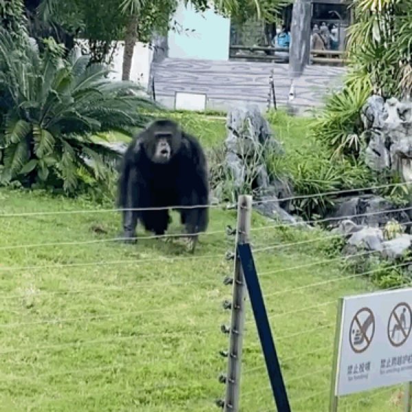 丟那猩