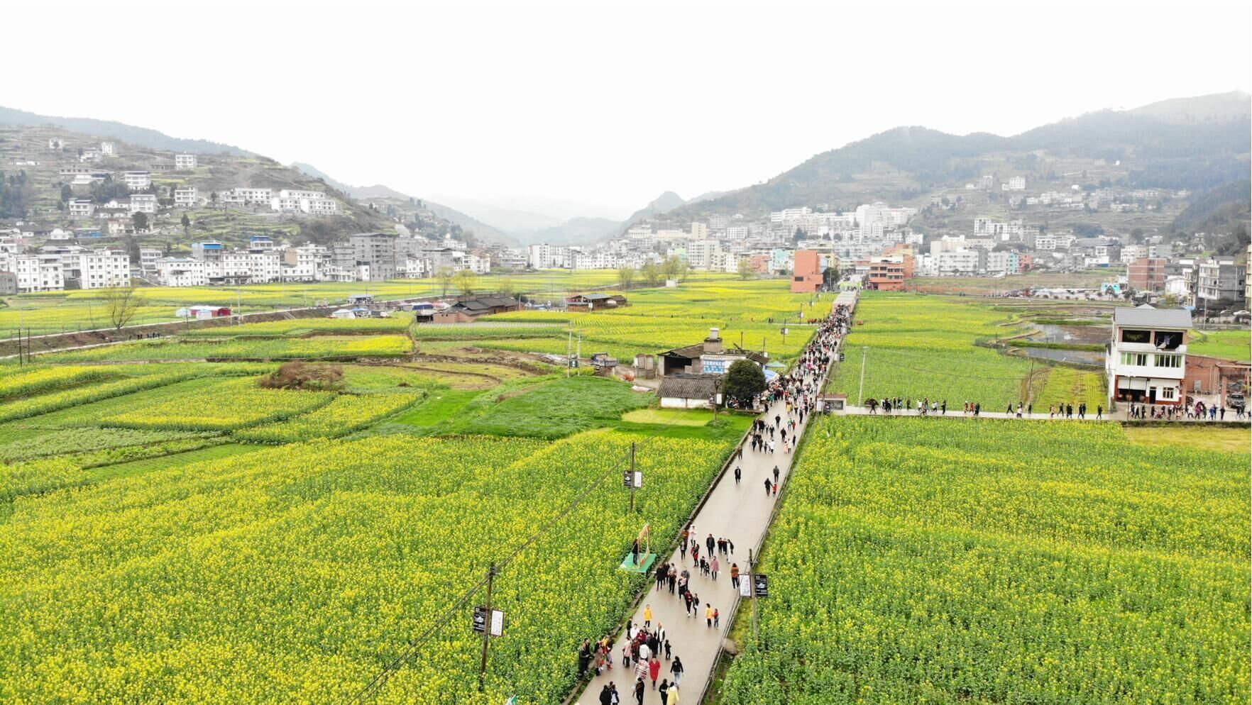 航拍 | 万人打卡!2019古蔺双沙菜花节开幕啦