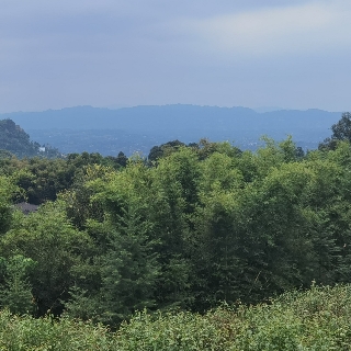 大漠狼