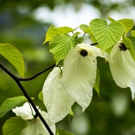 光雾山红叶万山红遍