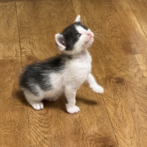 好久不见当当了