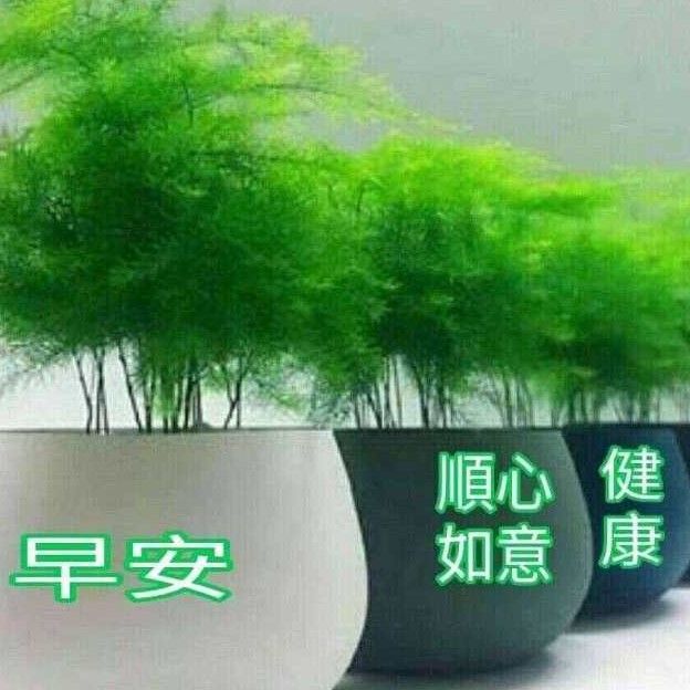 左利華141596