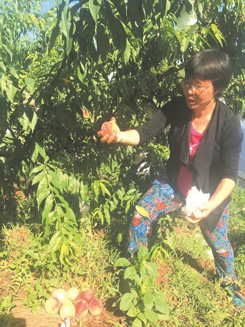 【农门阵】博士夫妇下乡种果 这个农场有点书卷气