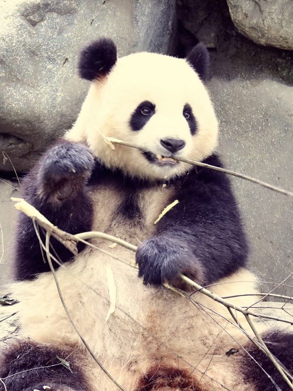 大熊猫萌妹梦梦大长腿娇庆即将赴德一起来欢送宝宝们