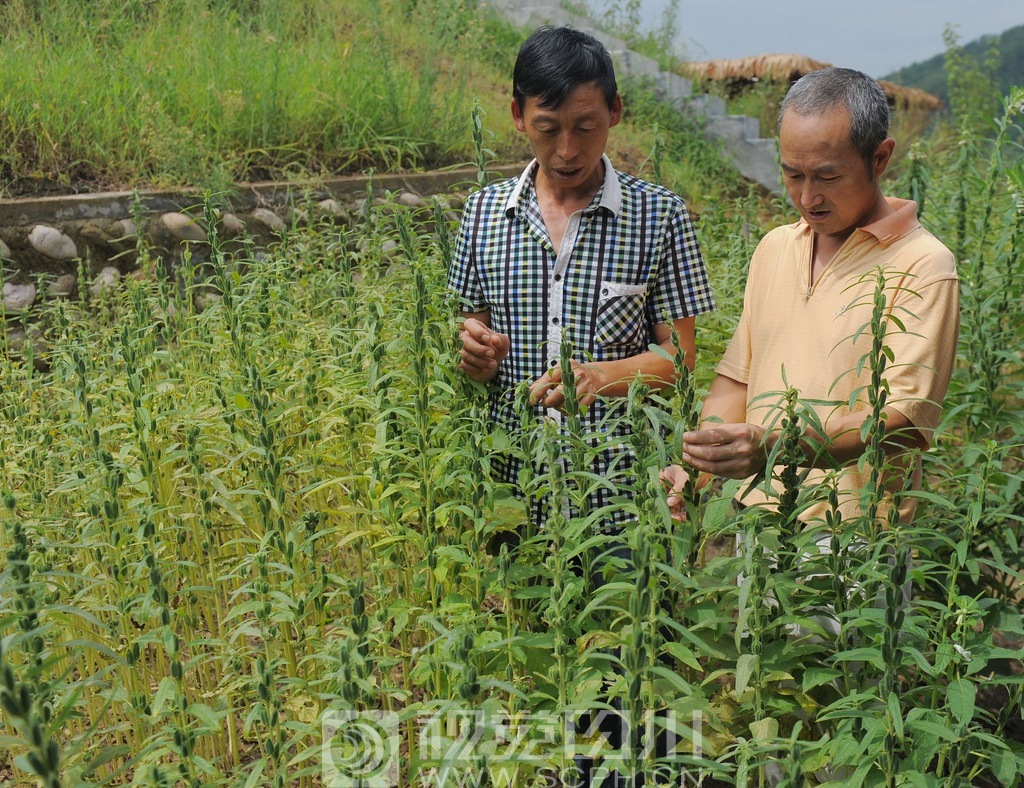 种植黑芝麻