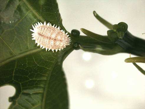 非洲大蜗牛,大洋臀纹粉蚧……四川检验检疫局从进境物中检出这些东西