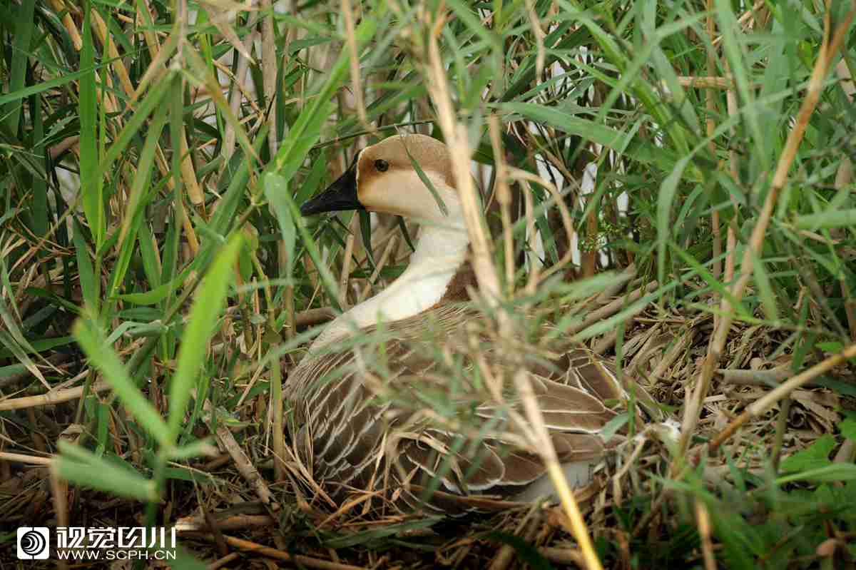 资阳|沱江春暖 成百大雁扎寨湿地产蛋孵化