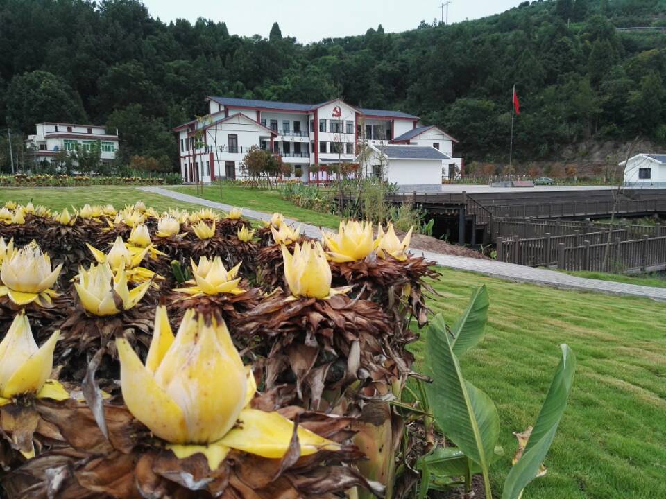 佛莲花开拱市村 摘了贫困帽热了乡村游