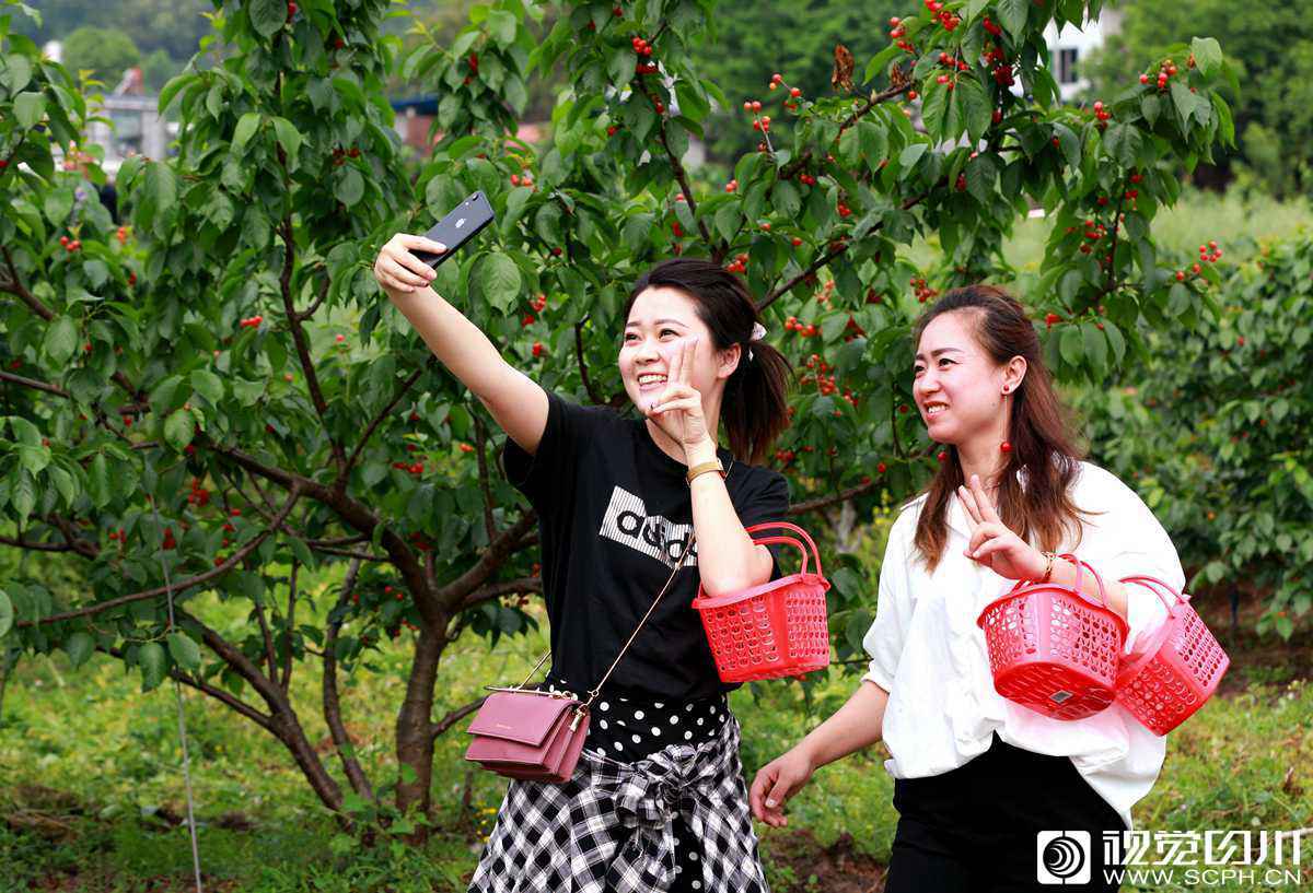 樱桃园里游客正在拍照留影.