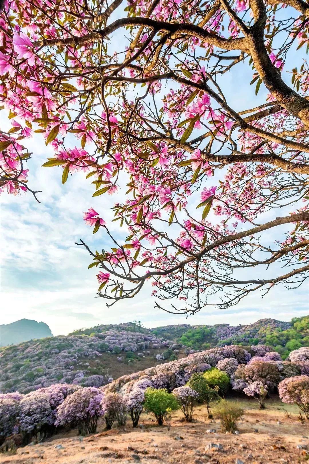 川報觀察|攀枝花市鹽邊縣:中國最大野生杜鵑花海盛放,你還不來打卡嗎?