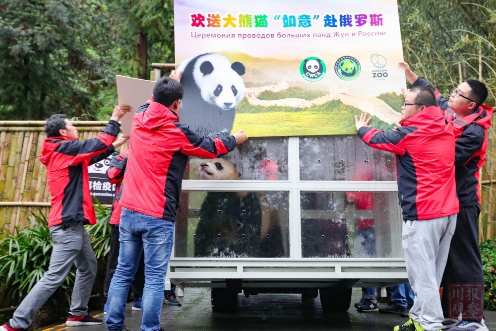 大熊猫如意丁丁今晨从雅安碧峰峡启程前往俄罗斯