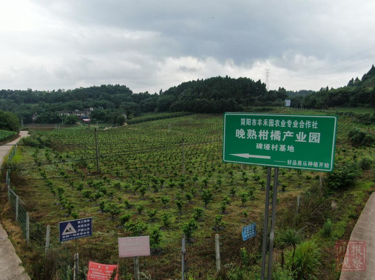 禾丰镇人口_简阳禾丰镇(2)