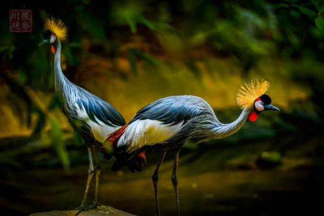 艾雅康鸟王的情怀与坚守