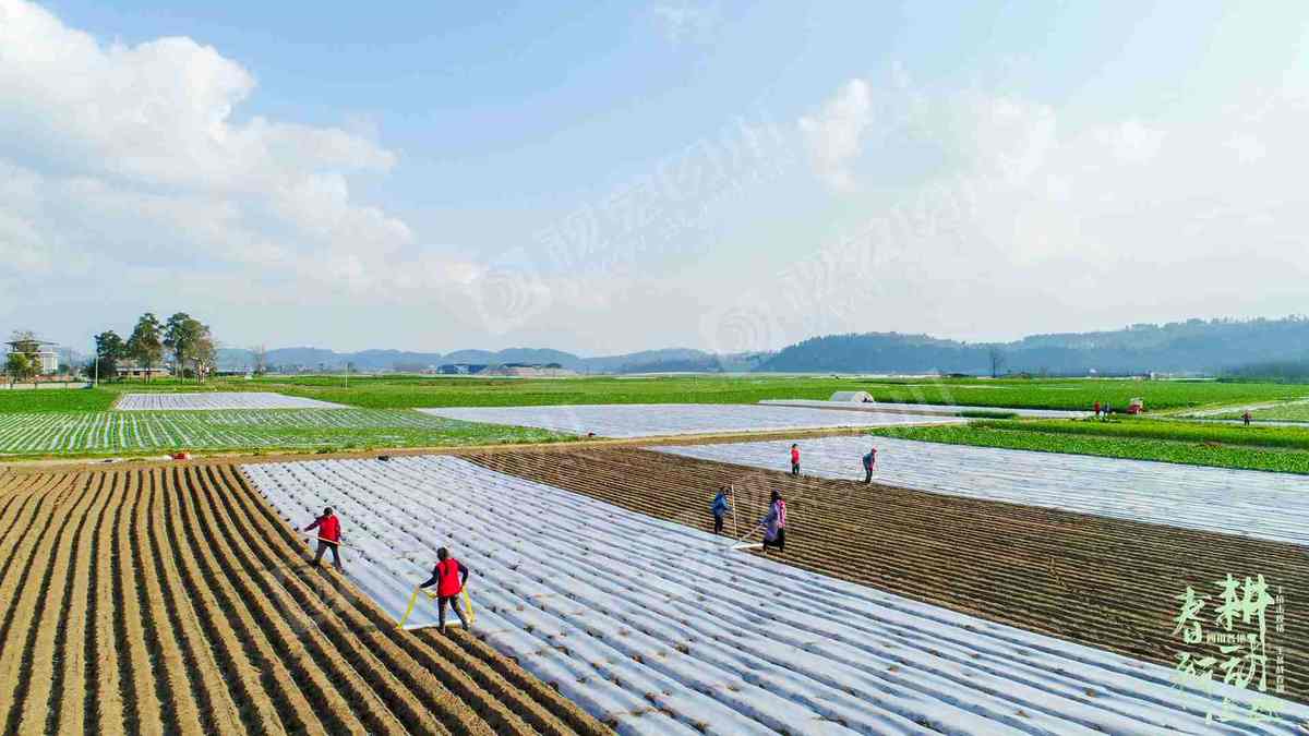 射洪有多少人口_太惊艳 射洪人家门口的普罗旺斯美景 竟藏在这里(3)