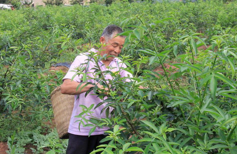 致富经小龙虾_致富经小龙虾_致富经小龙虾