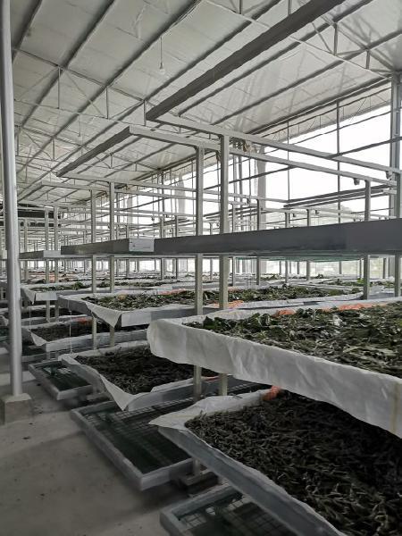 聚焦仪陇蚕桑现代农业园区一根蚕丝的蝶变