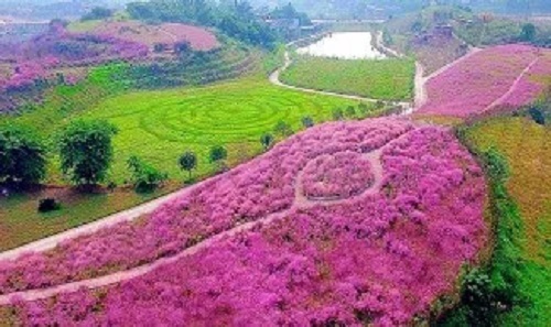 網紅打卡地貢井五彩荷園景區夢幻草緣