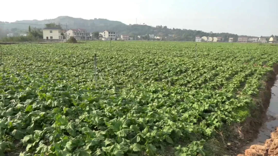 石羊镇园门村促进产业转型带动村民增收