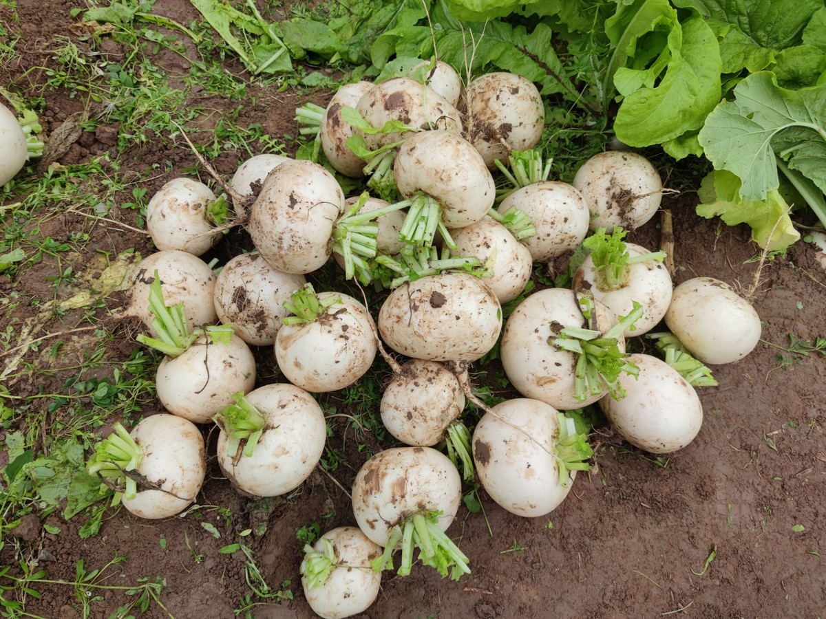 大胖子萝卜抿抿甜