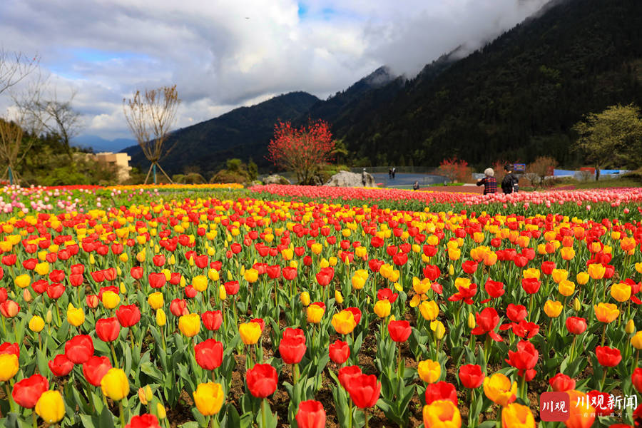 雅安荥经:郁金香花开成海引游客"捉春"