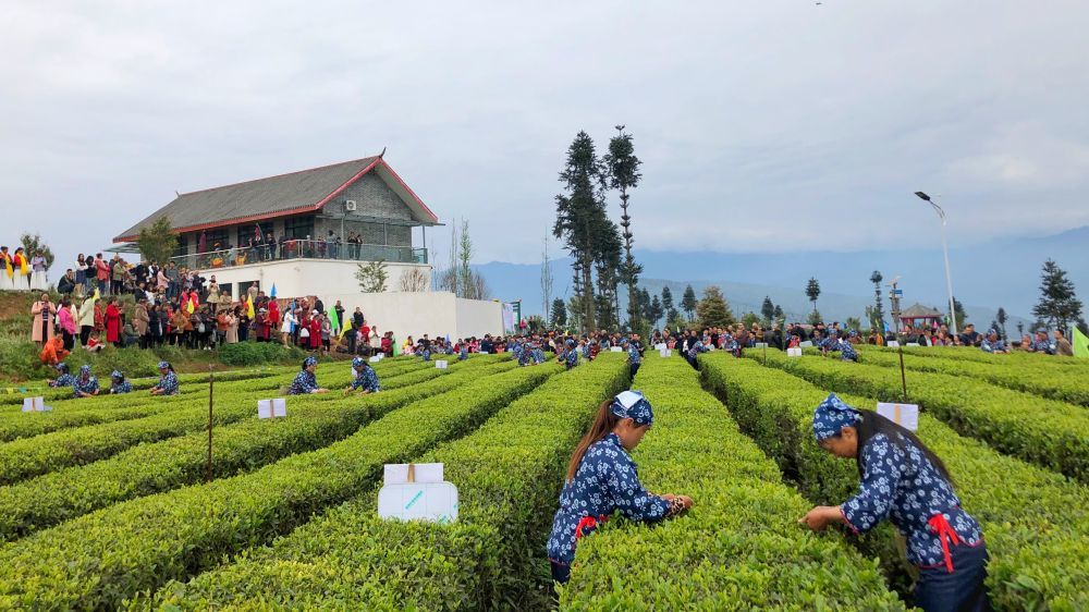 马边绿茶团体标准彝茶公共辨识标准发布