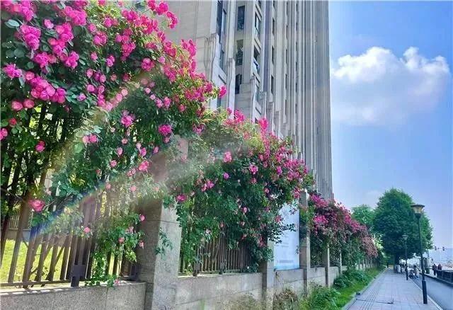 1619172565677067888.jpg-cgwapimg