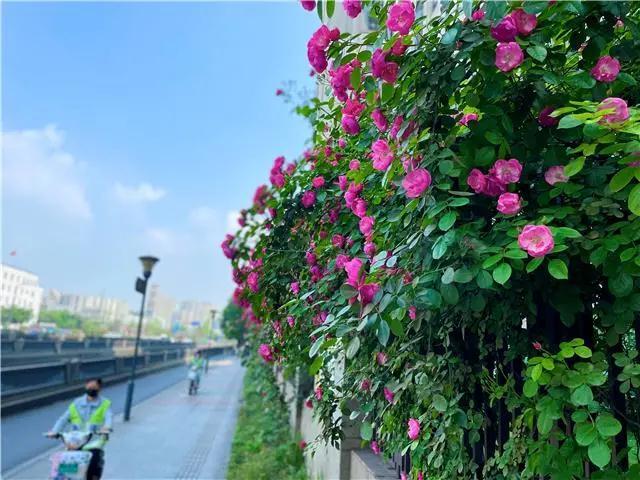 1619172565974082420.jpg-cgwapimg