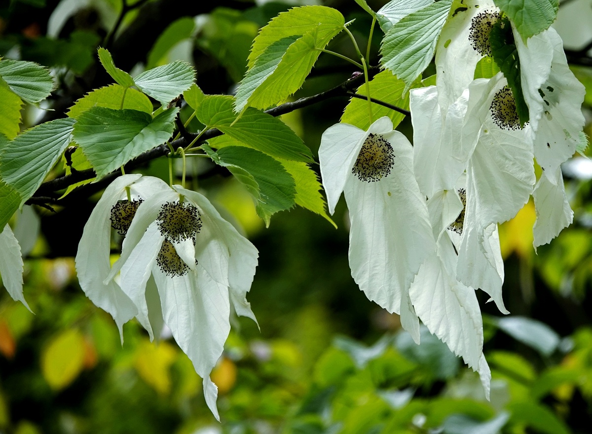珙桐花开迎风舞 平武"白鸽"翩翩飞 - 川观新闻