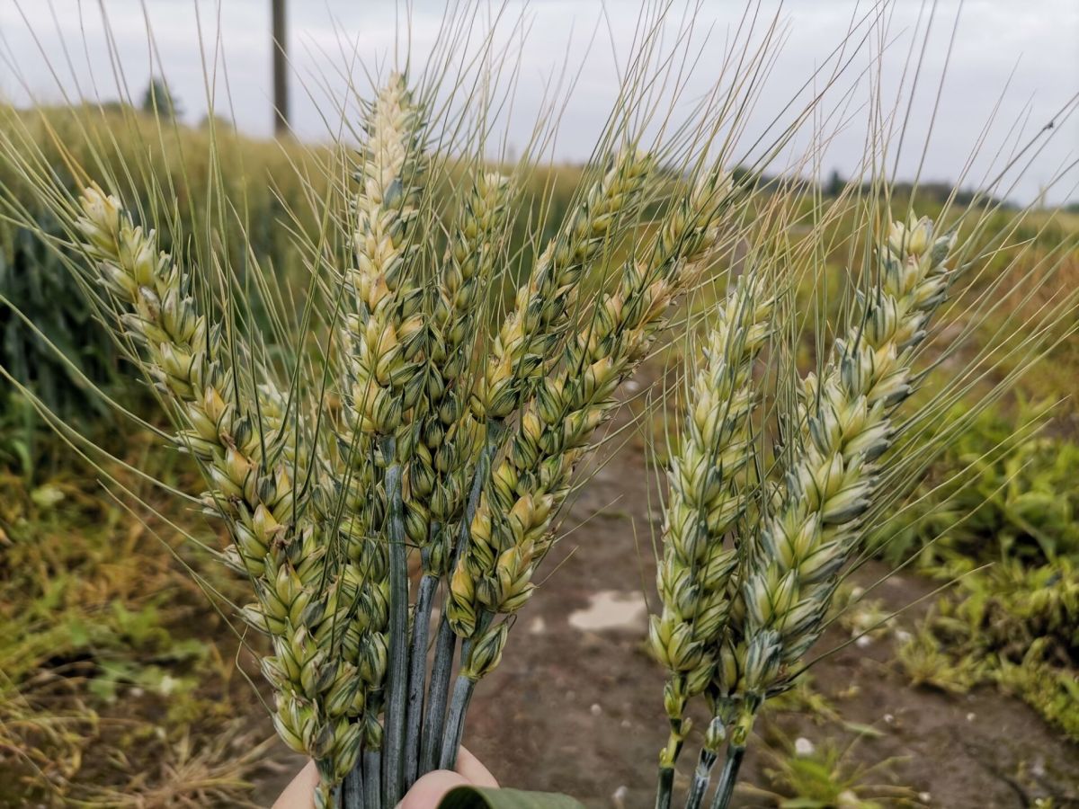 济麦44小麦品种简介图片