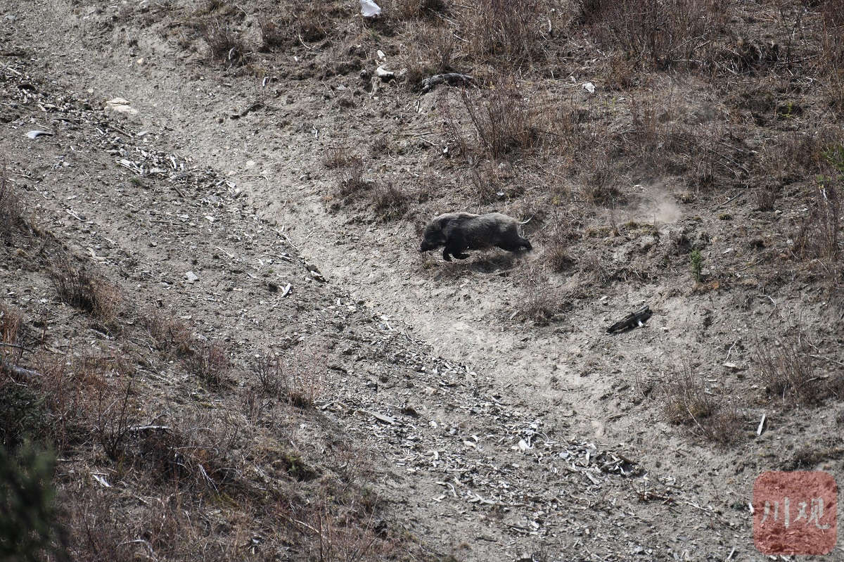 民情 ｜ 野猪泛滥成灾！我省局部区域野猪数量超环境容量，开展猎捕试点遭遇“卡壳”