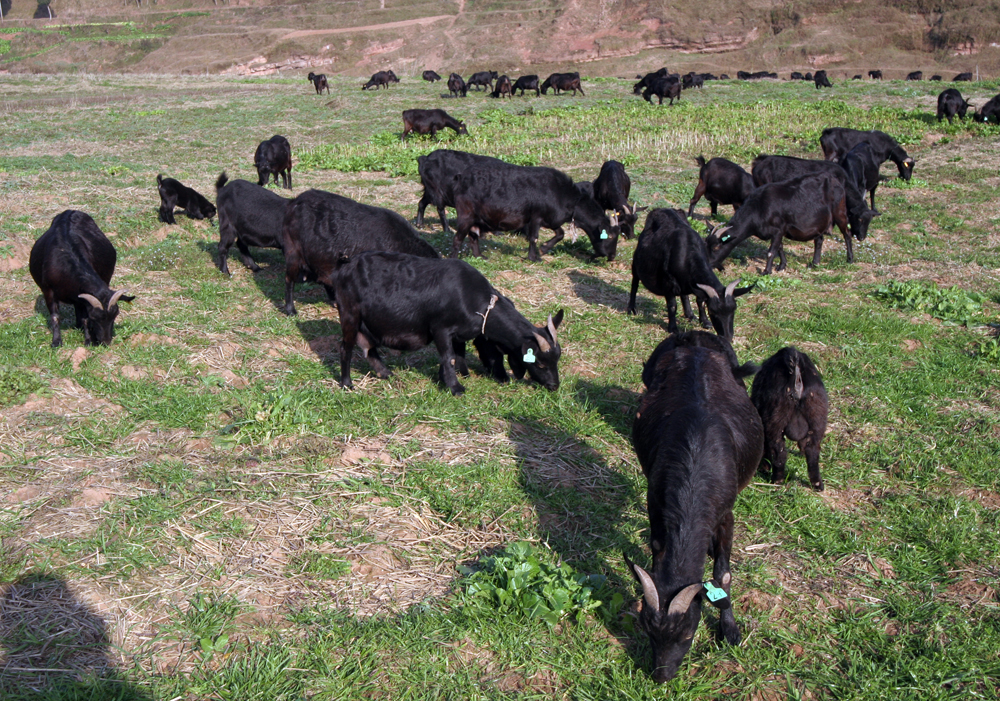 南充黑山羊,玛格绵羊,凉山黑绵羊和勒通绵羊.