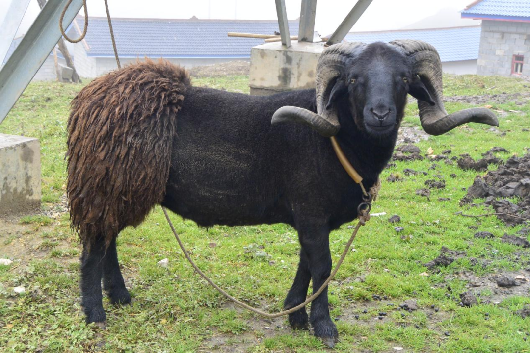 南充黑山羊南充黑山羊,玛格绵羊,凉山黑绵羊和勒通绵羊.