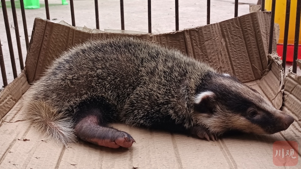 据悉,野生猪獾是国家二级保护动物,它体型粗壮,头大颈粗,耳小眼也小