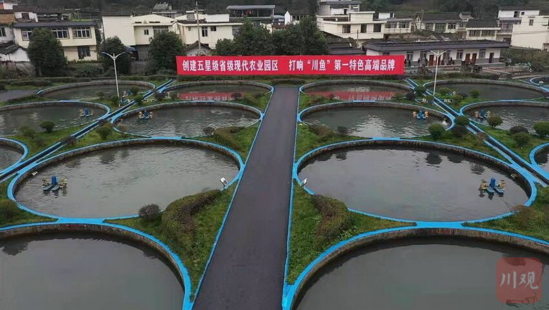 雅安乡村振兴进行时④|依托特色冷水鱼产业 团结村打造美丽渔乡 - 川
