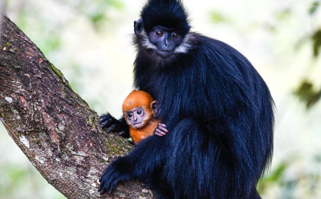  The Ultimate Guide to Capuchin Monkeys as Pets: What You Need to Know