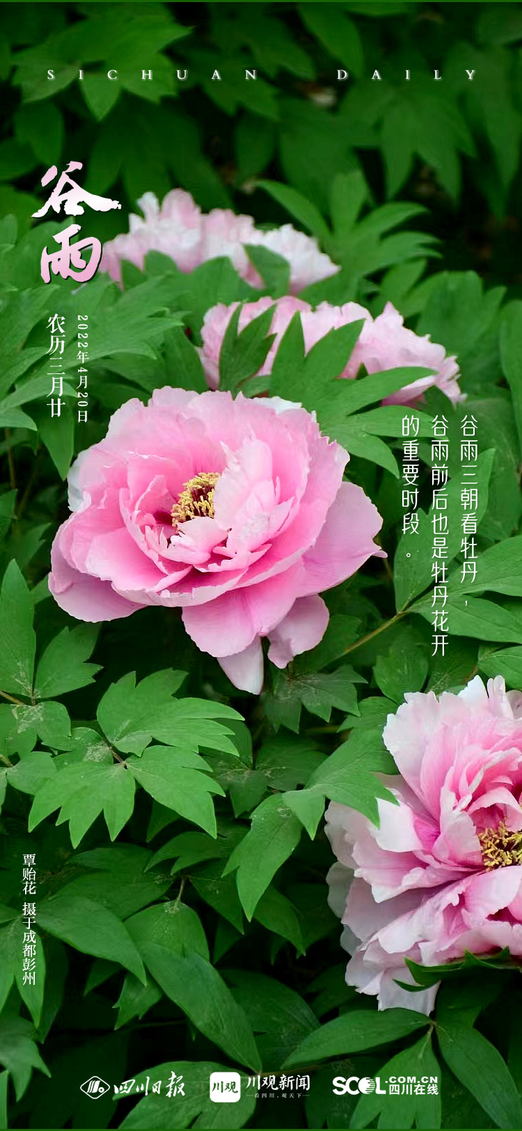 "谷雨期间恰值牡丹盛开,因此牡丹花也叫"谷雨花".