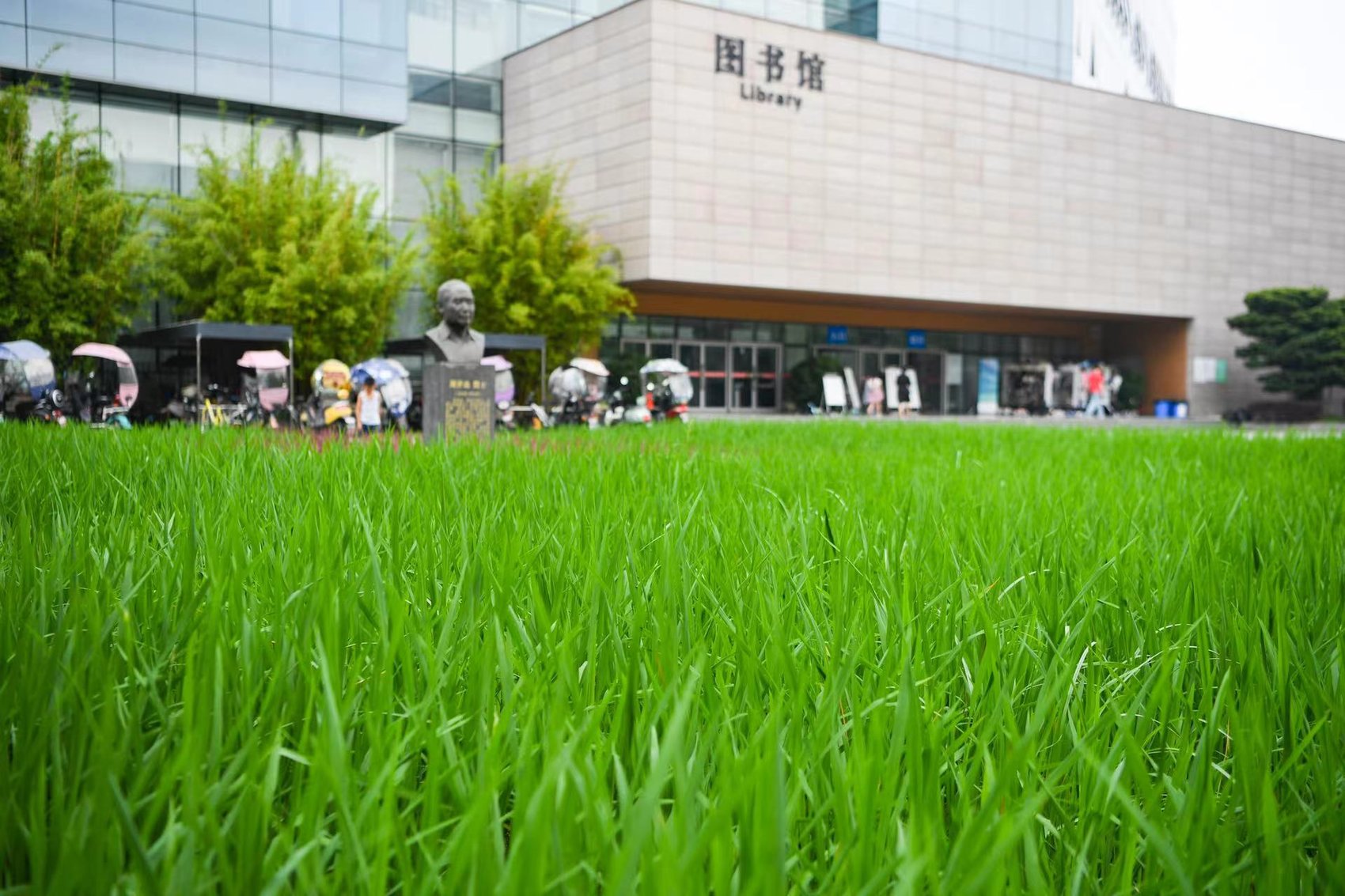 川农大图书馆前的周开达院士雕塑激励着学生.