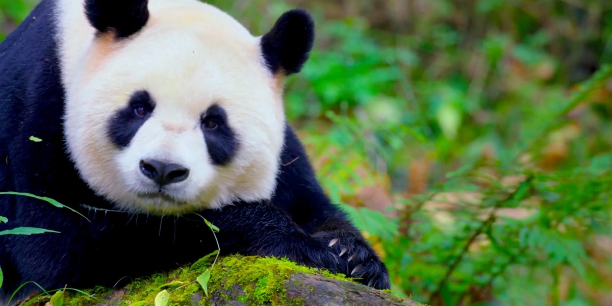 唐家河看"变"②丨秘境"上新"  相约唐家河最美秋季