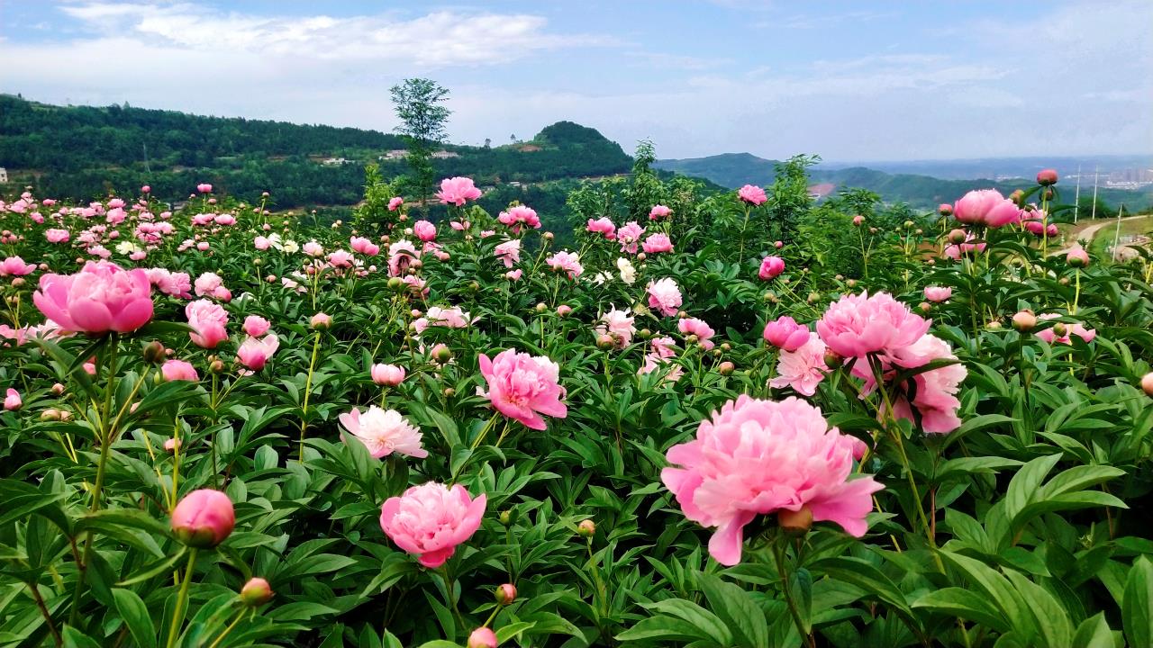 中江六松芍药图片