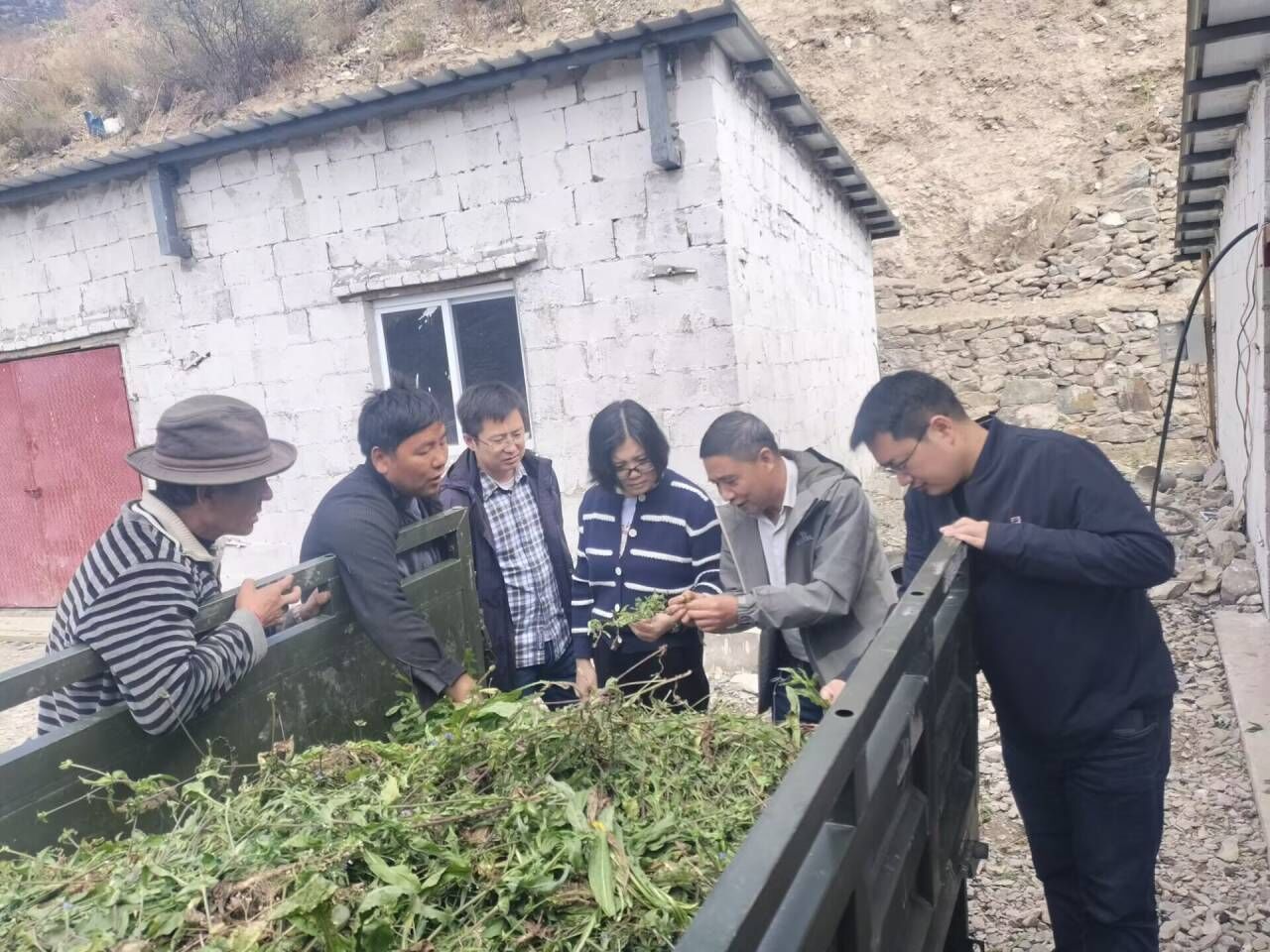 这头藏猪怎么了？专家现场“开方”：保种不科学，毛色分离，收益下降