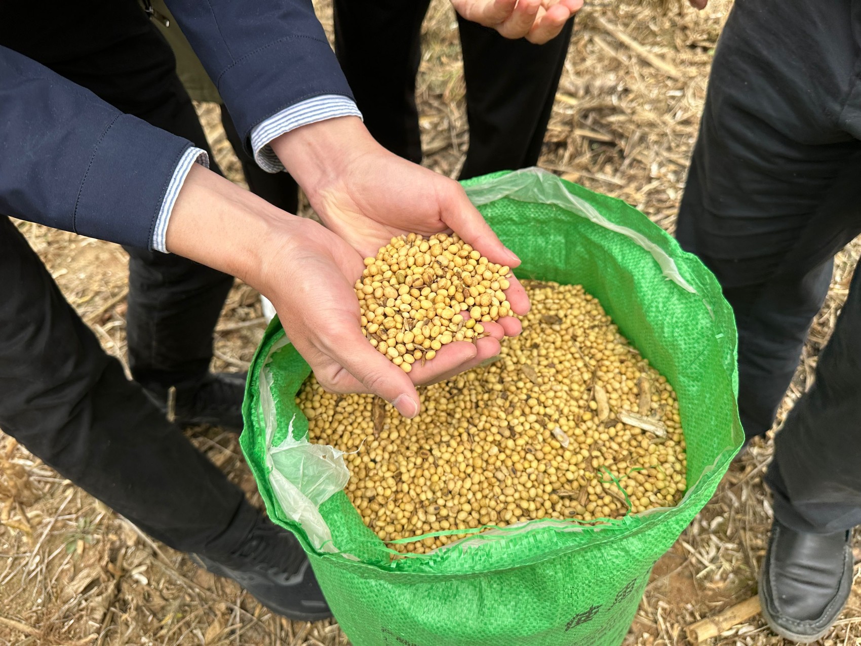 大豆丰收啦巴中恩阳技术农机打配合套作大豆亩产19081公斤创新纪录