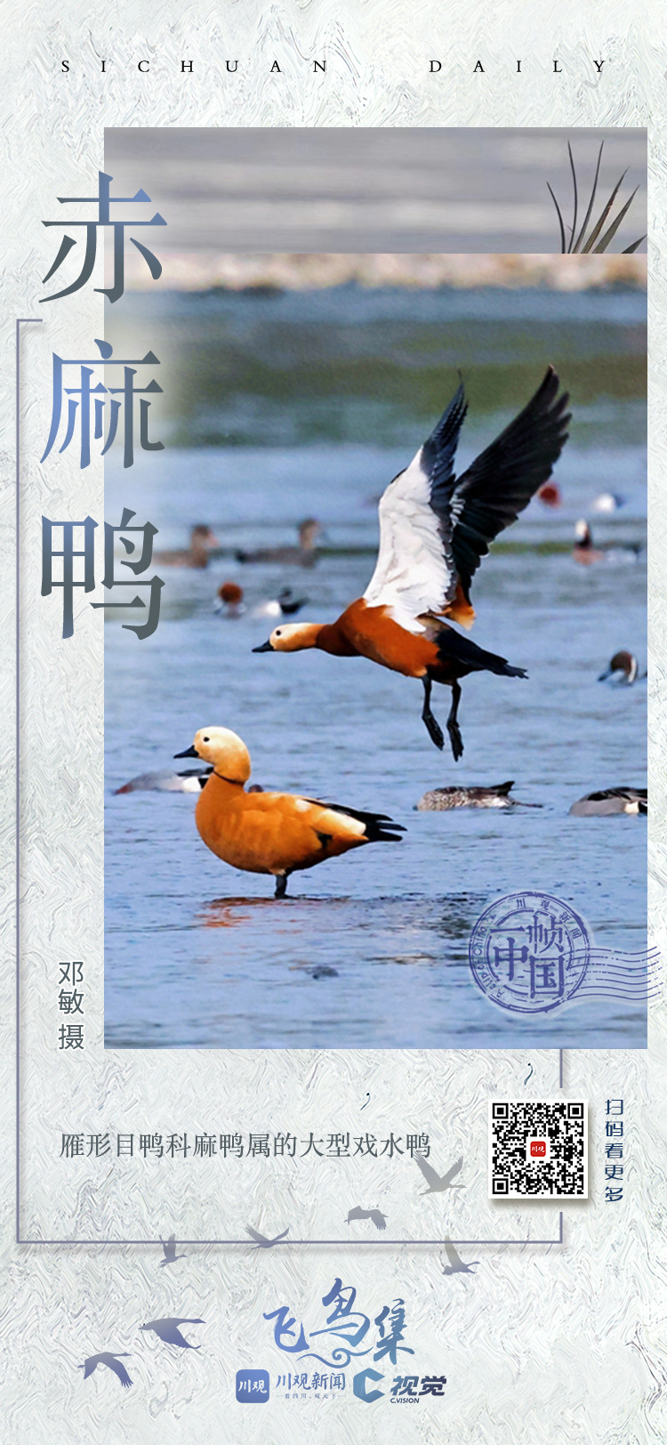 一帧中国丨冬候鸟,你见过几种?精美投稿海报合集来了|川观新闻