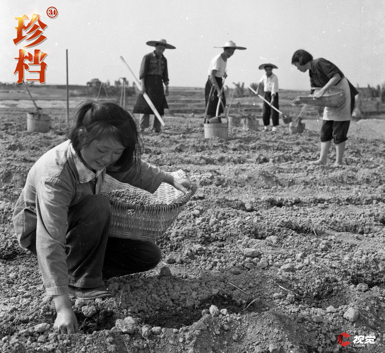 阳春三月,内江农民在苗床上插小秧.