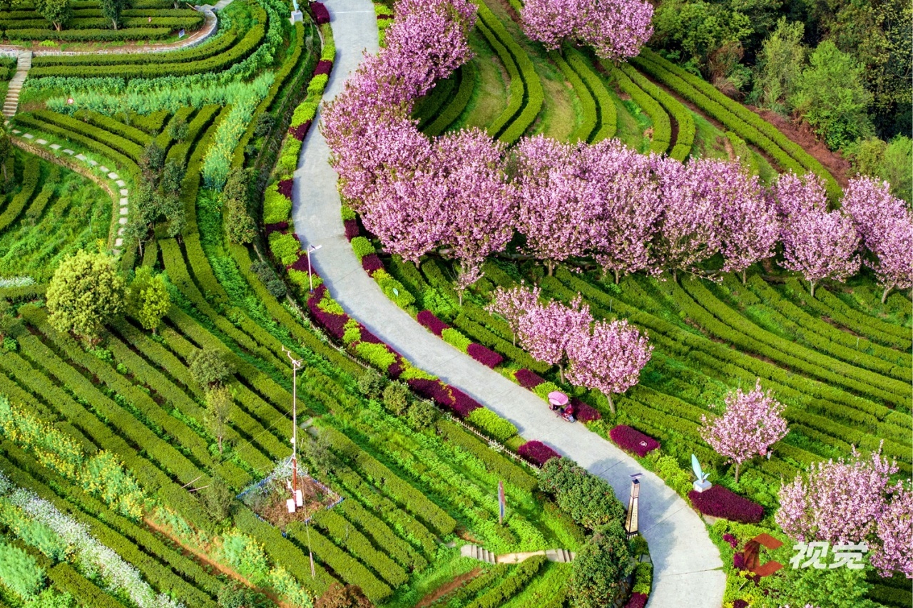 壁纸 花 桌面 1280_853